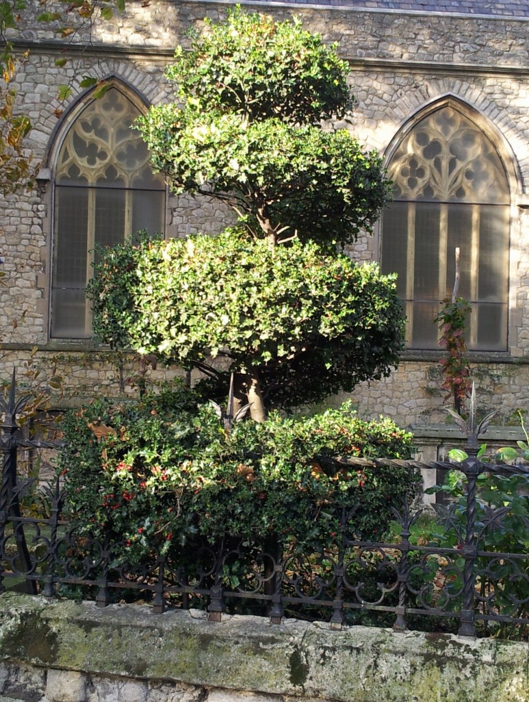 One of the topiary hollies outside the Garden Museum in Lambeth looks suitably festive in some late autumn sunlight.